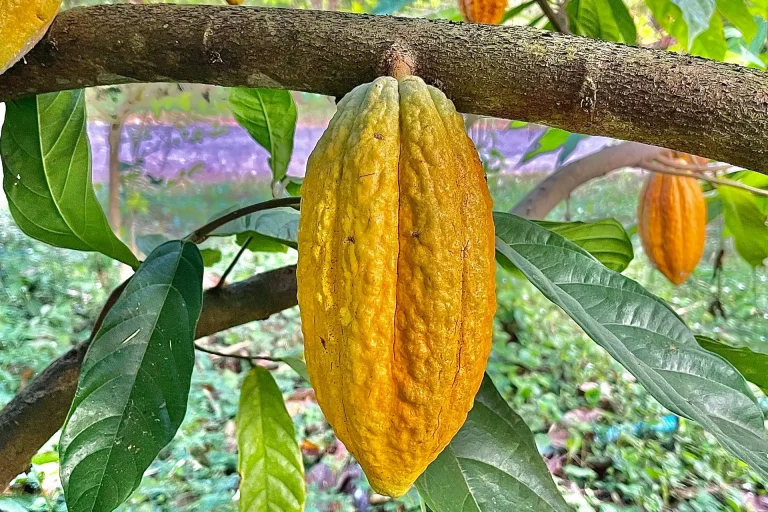cacau