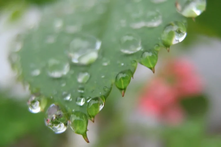 chuva