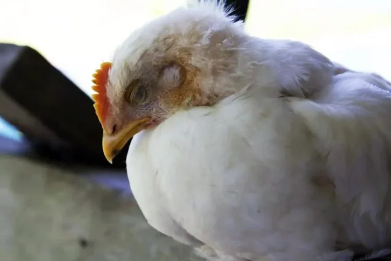 influenza aviária