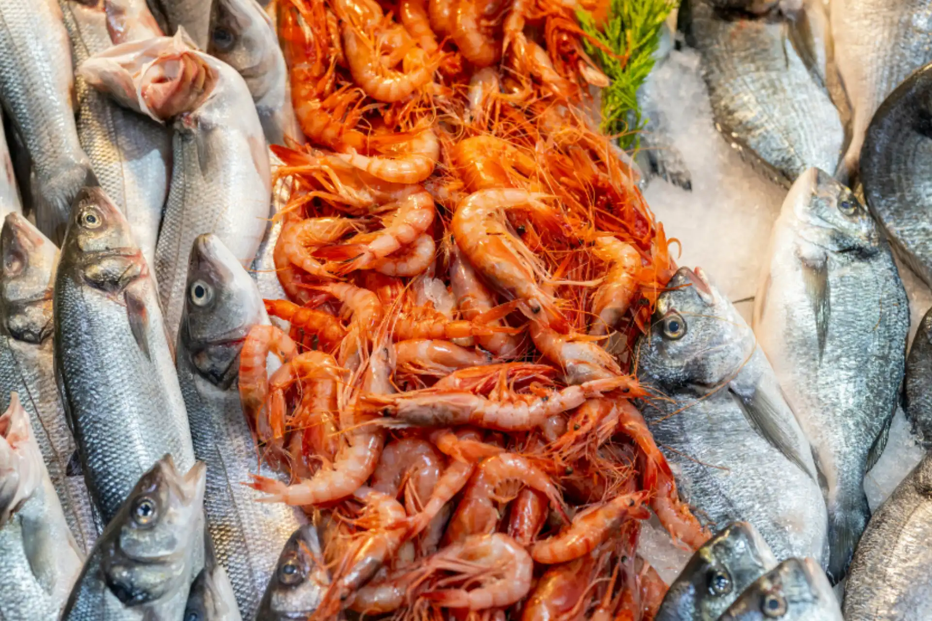 pescado