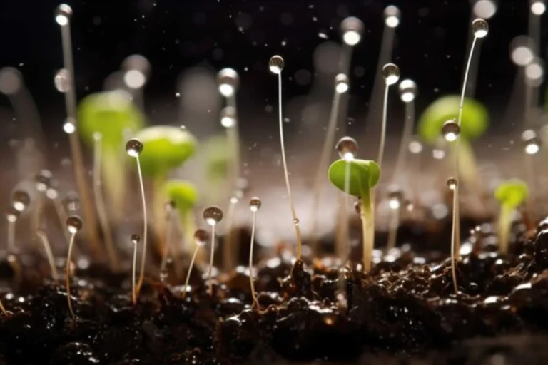 plantas