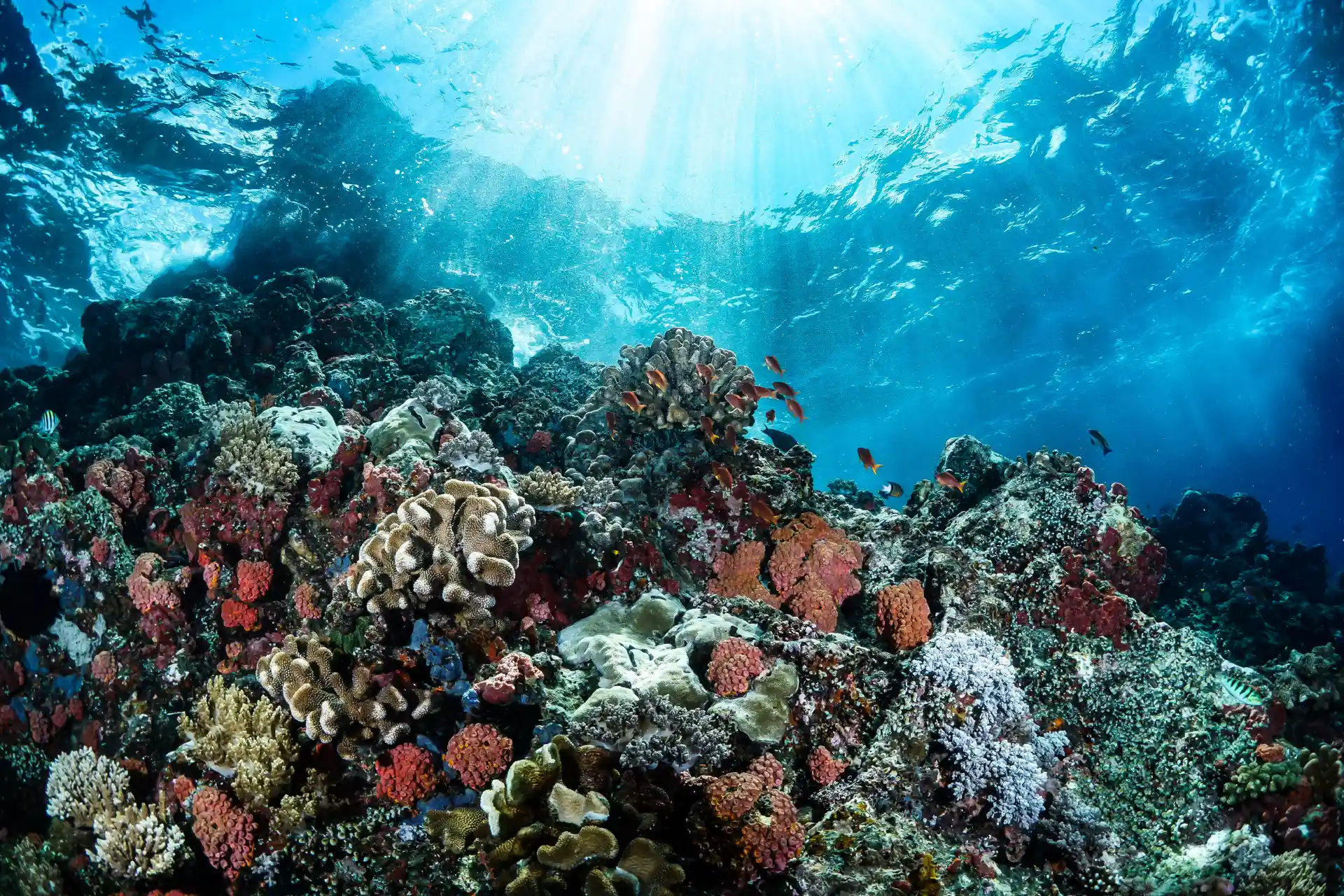 Terra atinge ponto de não retorno nos recifes de coral, alerta estudo global
